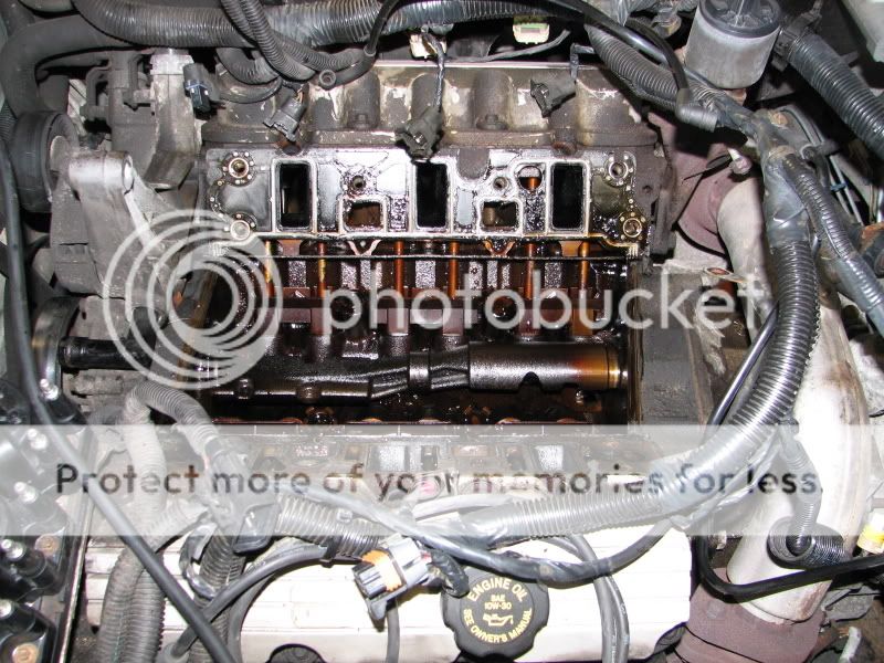 Engine Oil In Radiator Just Commodores